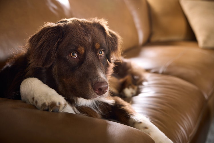 Image of Rowan collection in a room scene